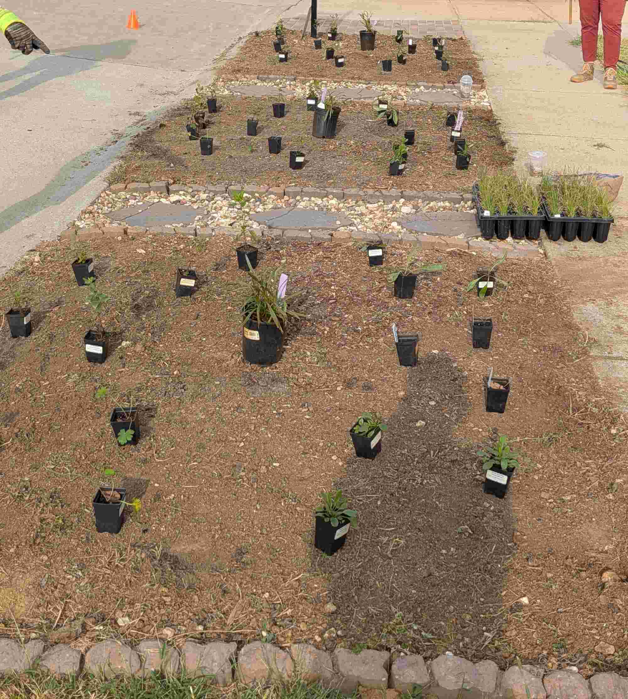 Plants a laid out in their designated locations before being placed in the ground